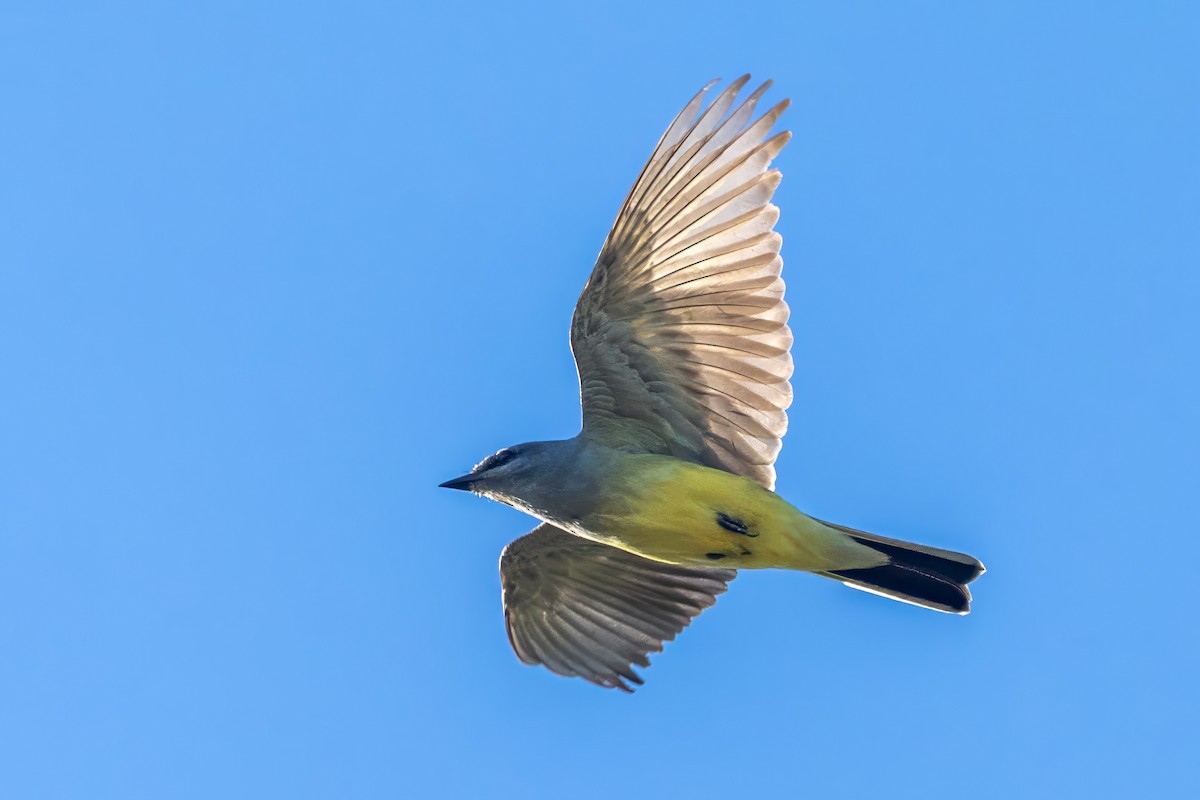 Western Kingbird - ML618931670