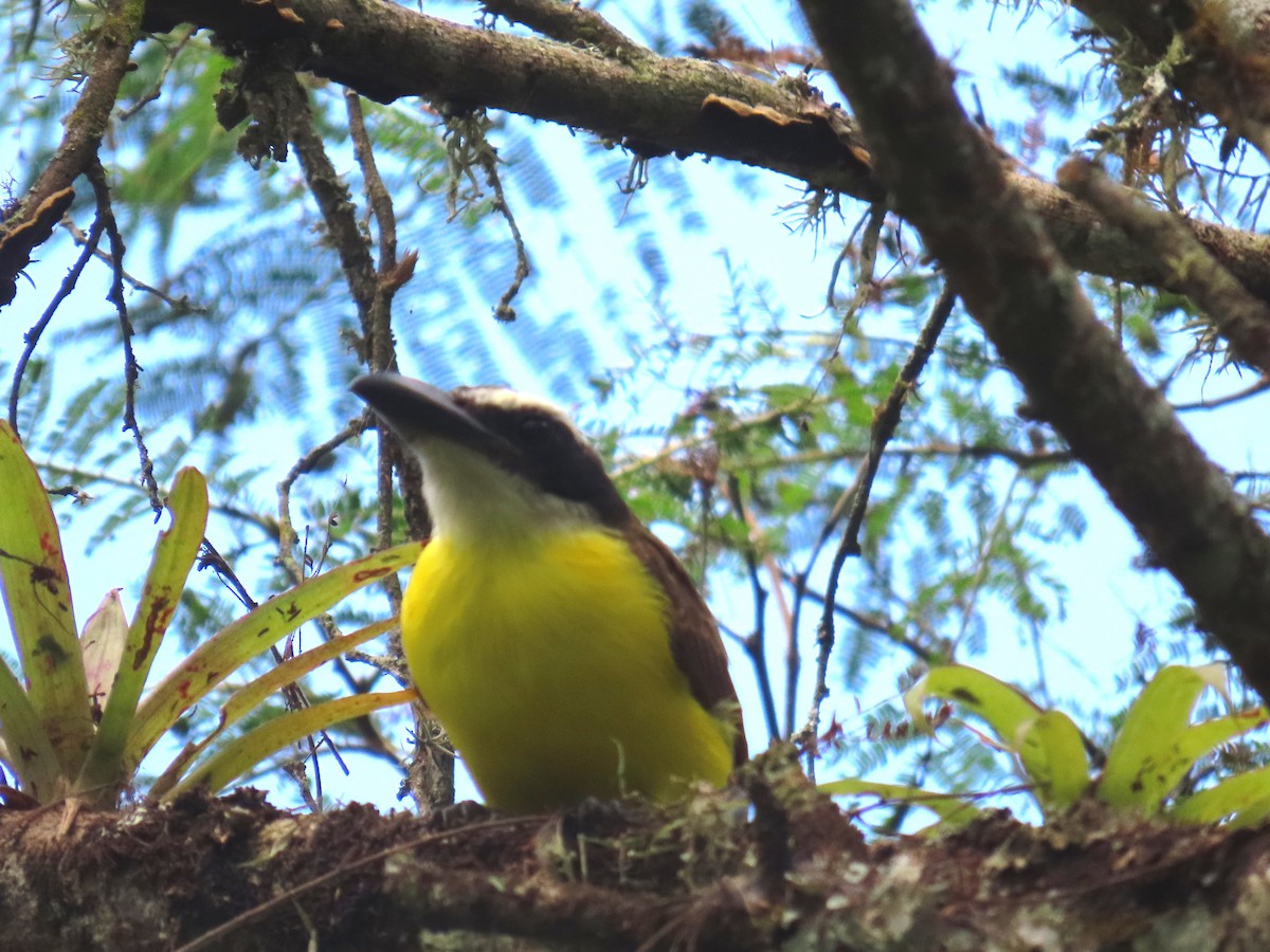 Boat-billed Flycatcher - ML618931688