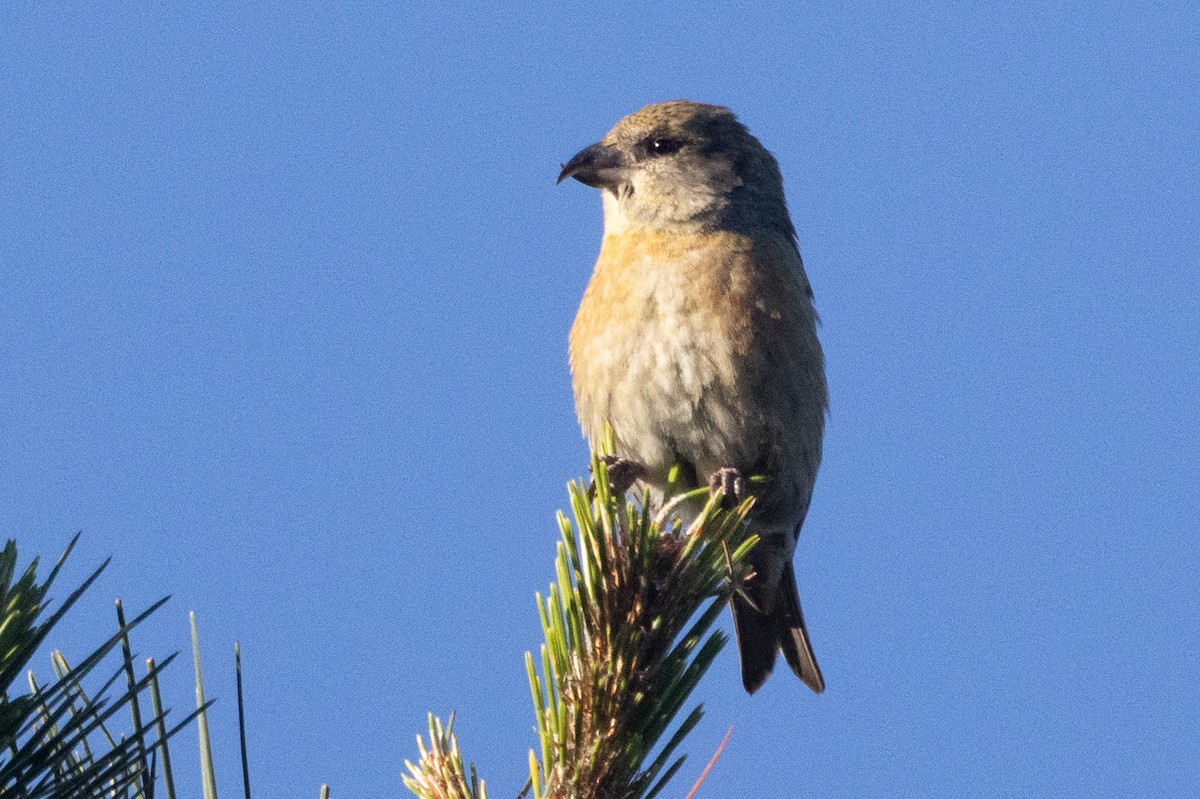 Red Crossbill (Western Hemlock or type 3) - ML618931694