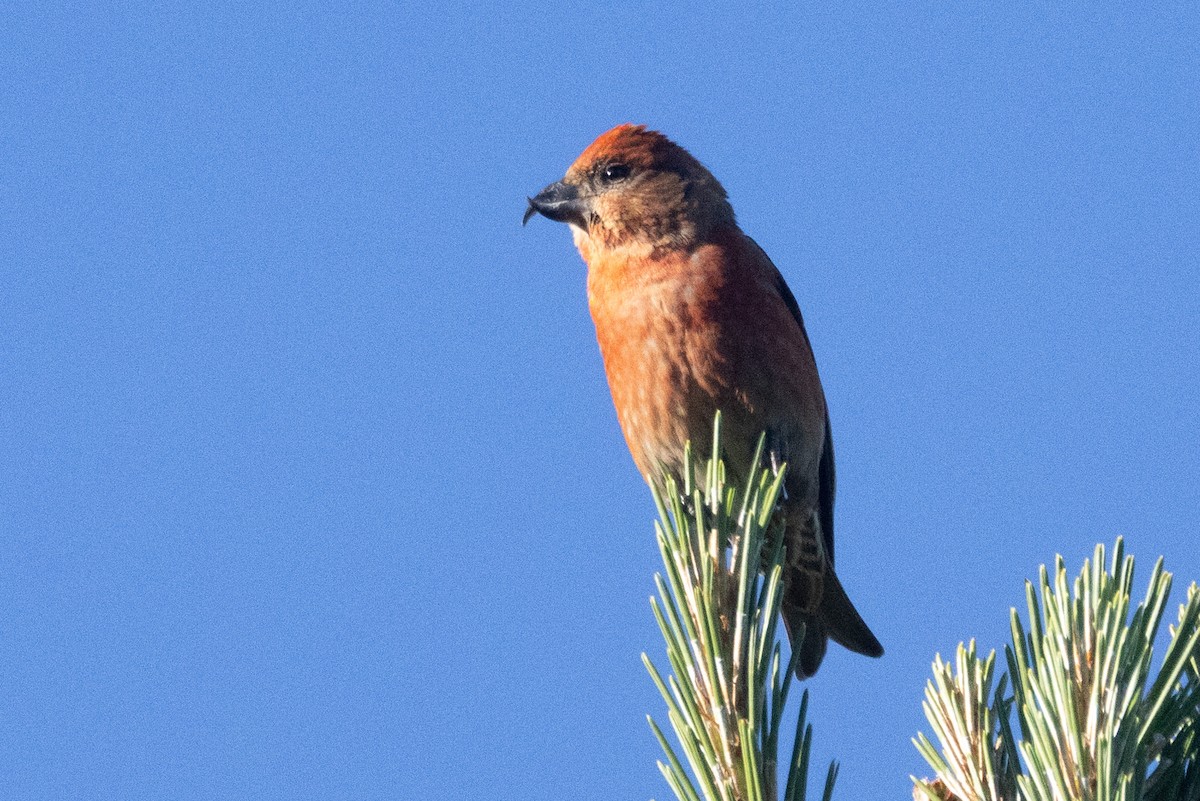 Red Crossbill (Western Hemlock or type 3) - ML618931695