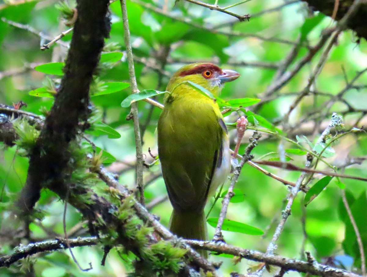 Rufous-browed Peppershrike - ML618931697