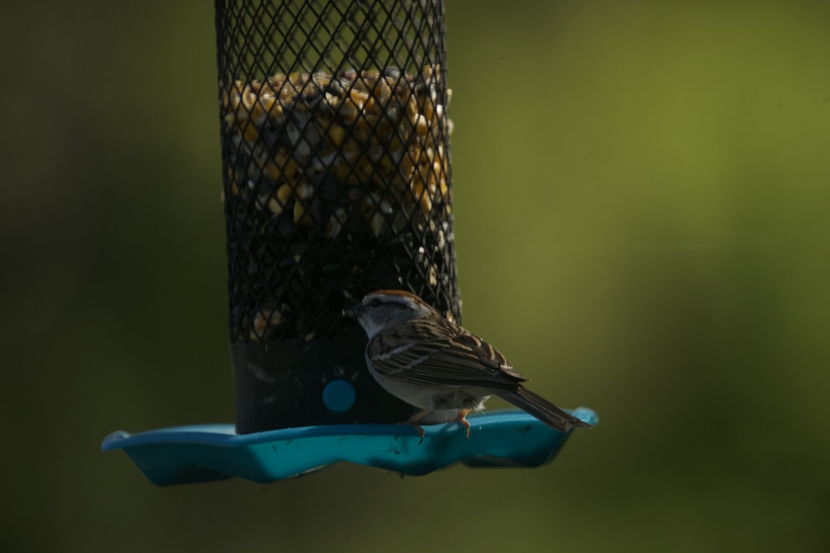 Chipping Sparrow - Paul Miller
