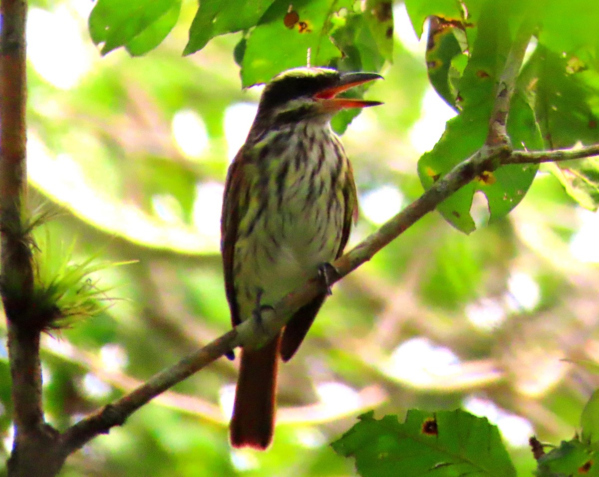 Streaked Flycatcher - Jorhs Garcia Murillo