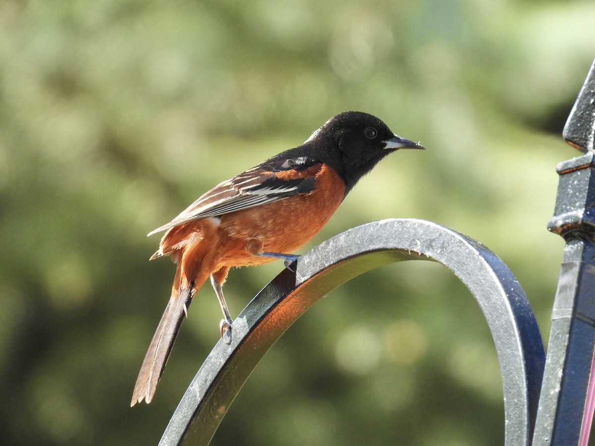 Orchard Oriole - Jae Flaherty