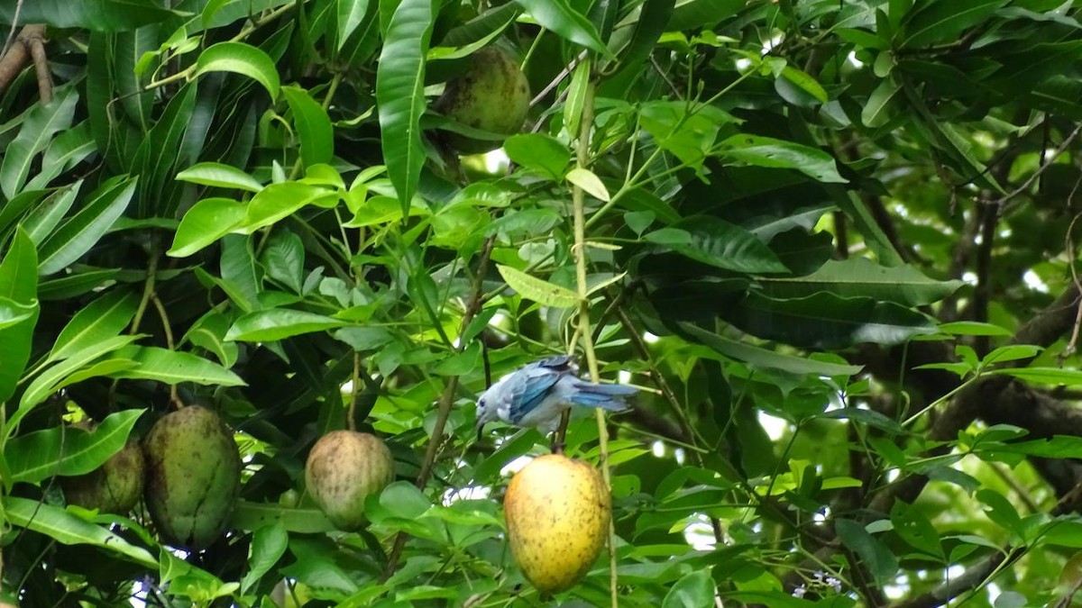 Blue-gray Tanager - Primitivo Figueroa