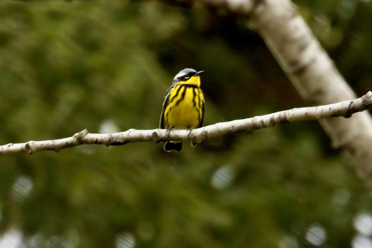 Magnolia Warbler - Normand Laplante