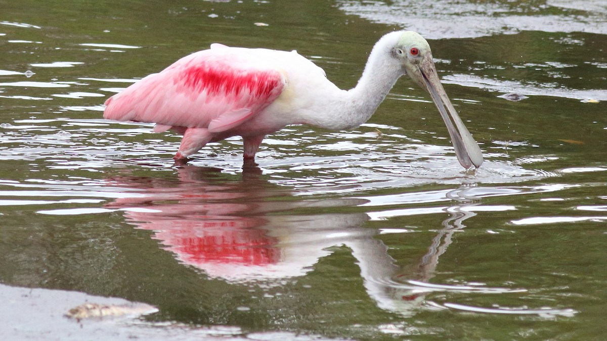 Roseate Spoonbill - ML618931754