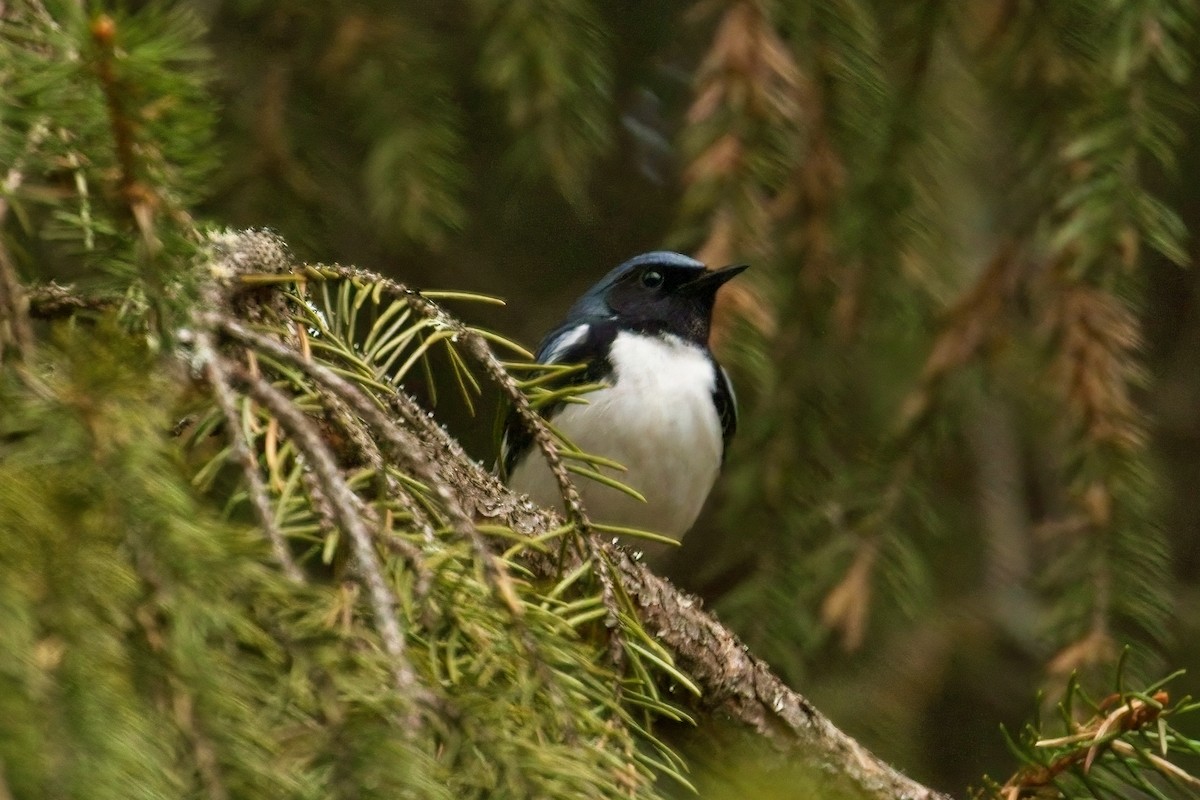 Black-throated Blue Warbler - Normand Laplante