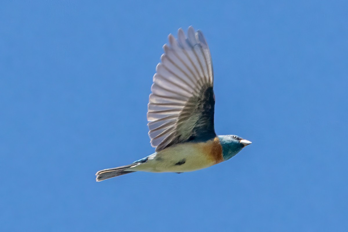 Lazuli Bunting - ML618931779