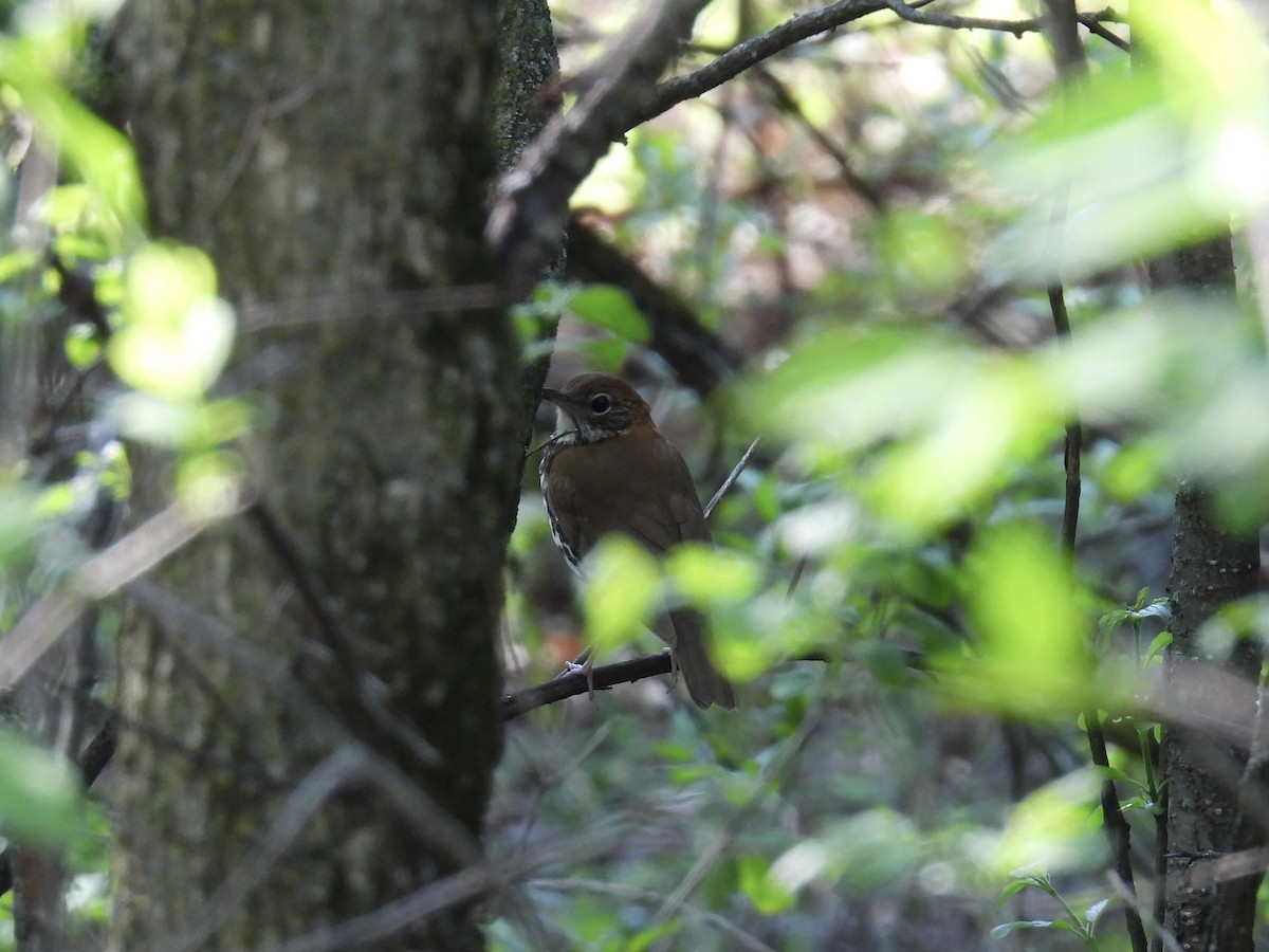 Wood Thrush - ML618931798