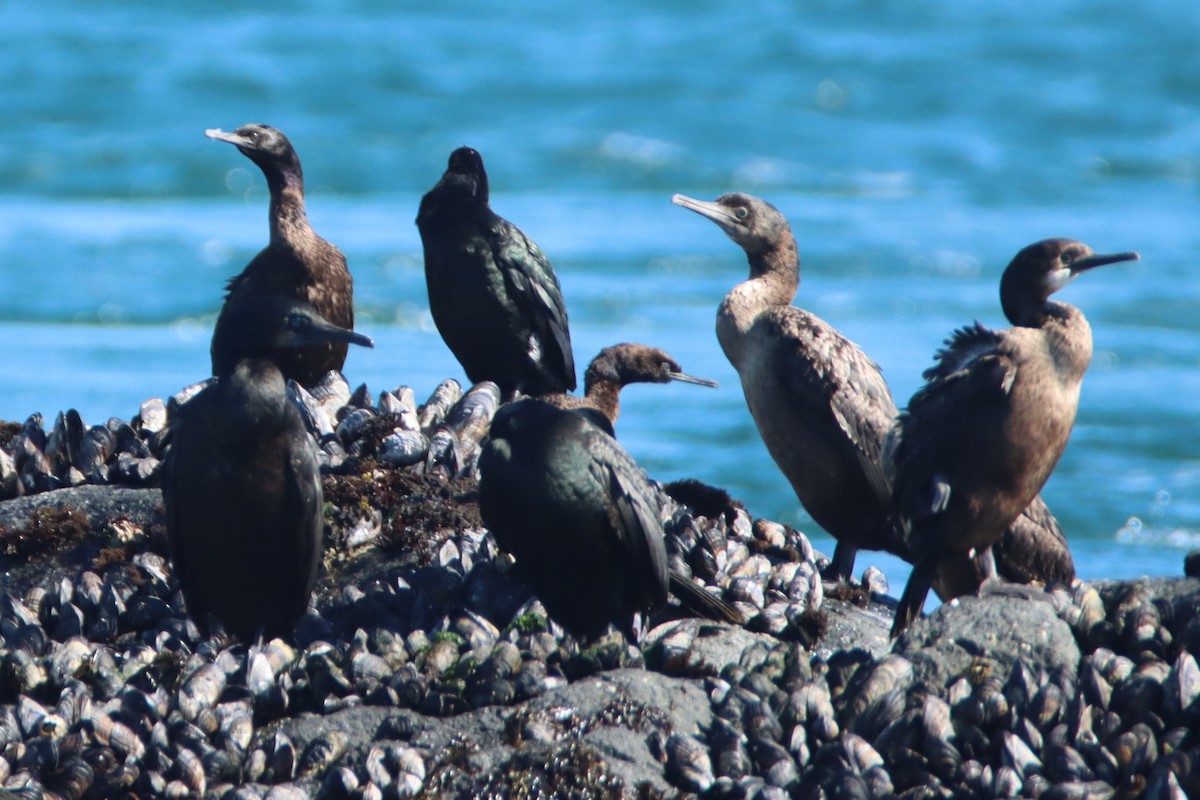 Pelagic Cormorant - Daniel Donnecke