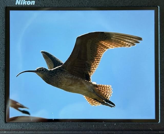 Long-billed Curlew - ML618931812