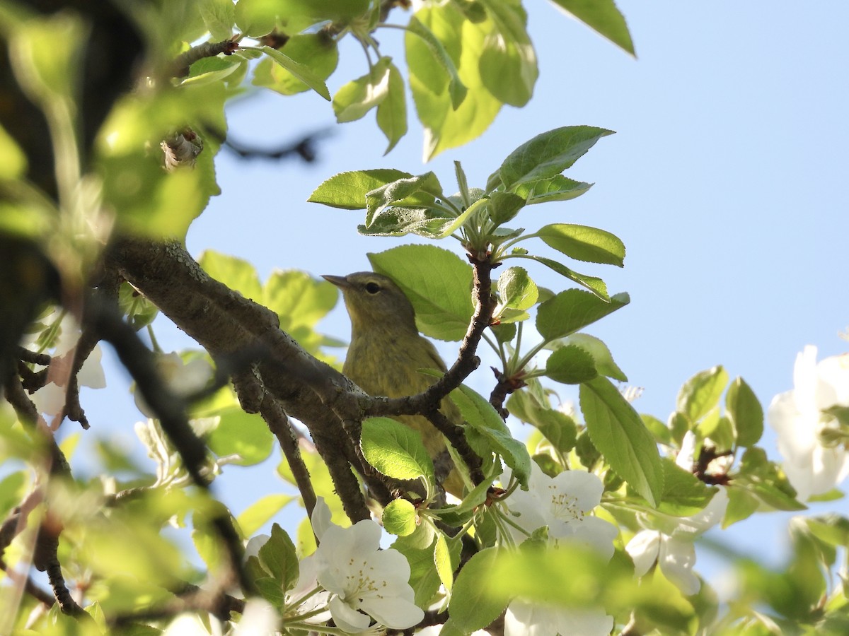 Orange-crowned Warbler - ML618931813