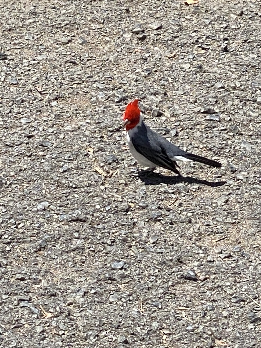 Red-crested Cardinal - ML618931850