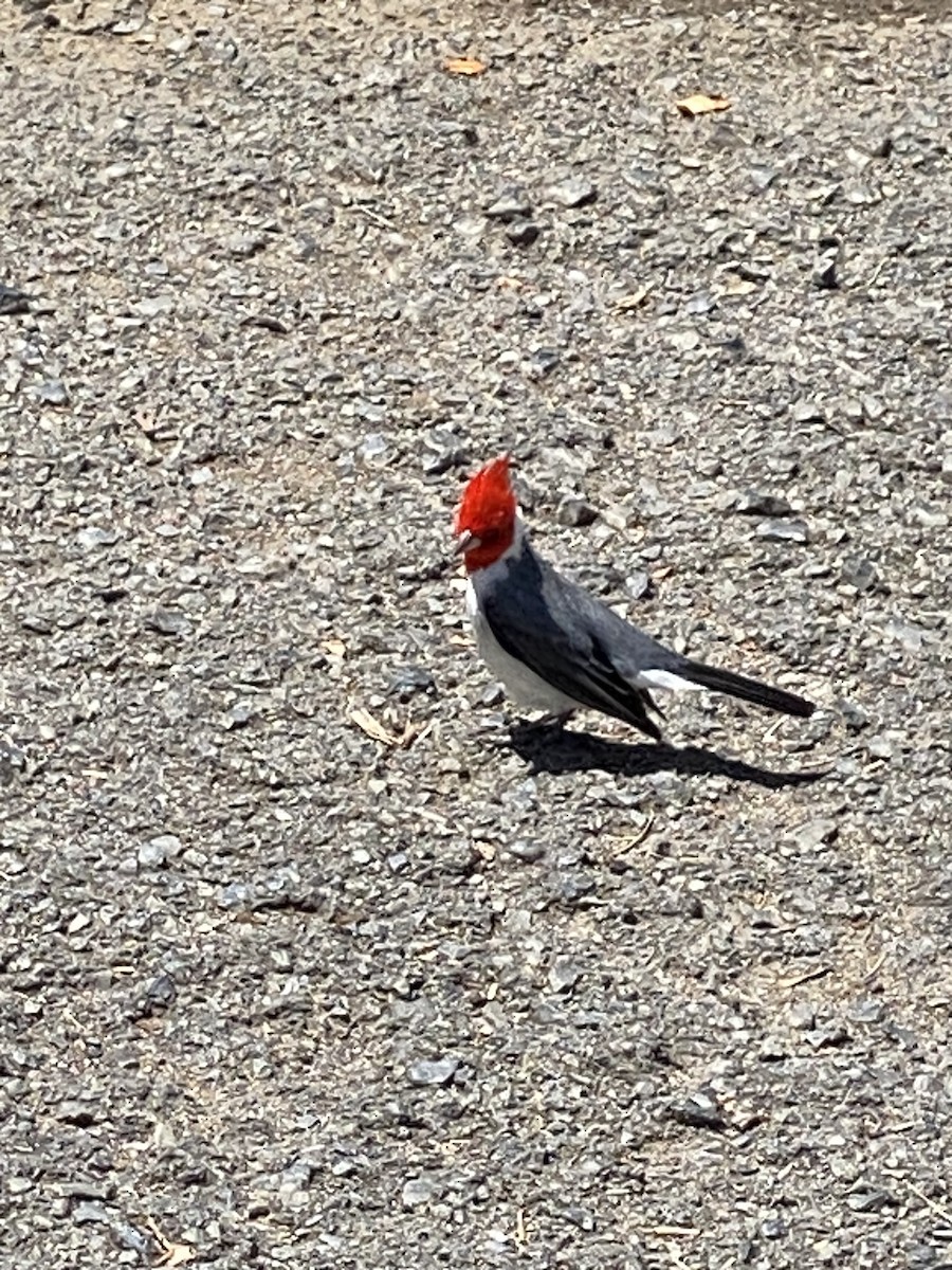 Red-crested Cardinal - ML618931851