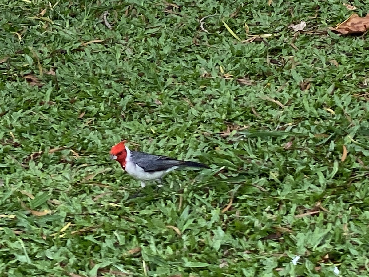 Red-crested Cardinal - ML618931852