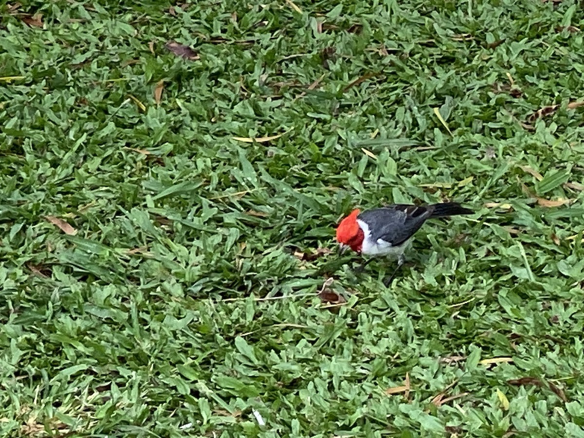 Red-crested Cardinal - ML618931853
