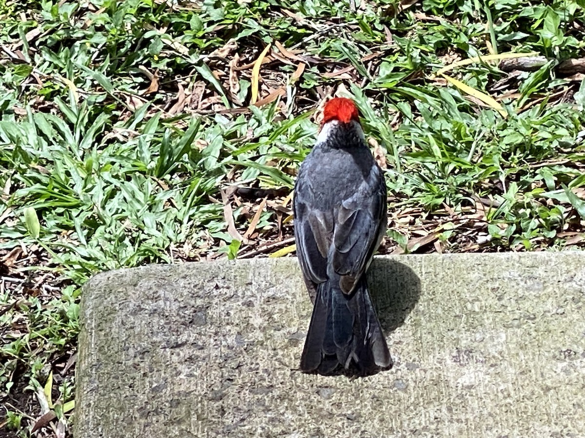 Red-crested Cardinal - Sarah S