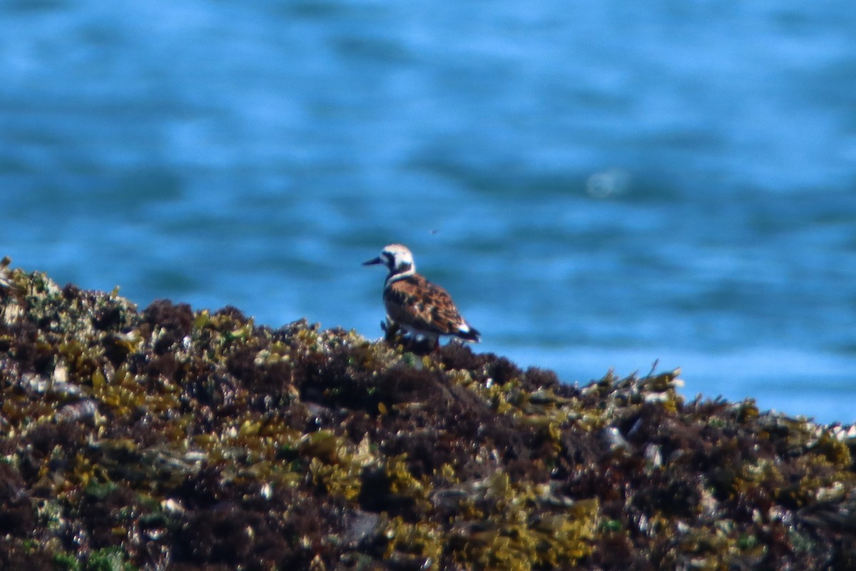 Ruddy Turnstone - Daniel Donnecke