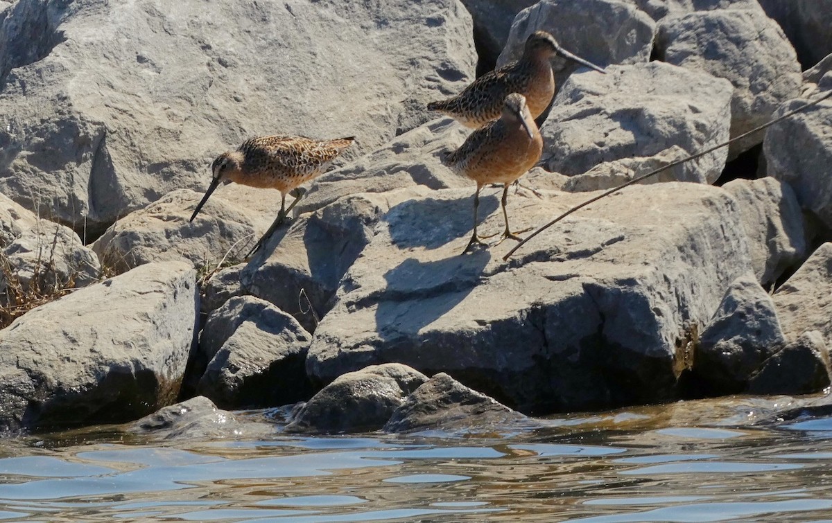 Short-billed Dowitcher - ML618931894