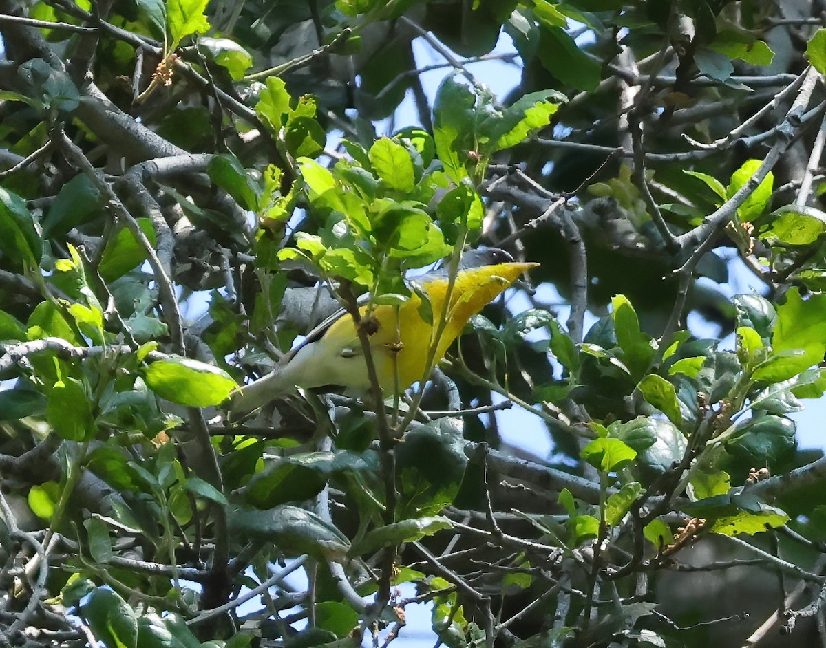 Tropical Parula - Tom Benson