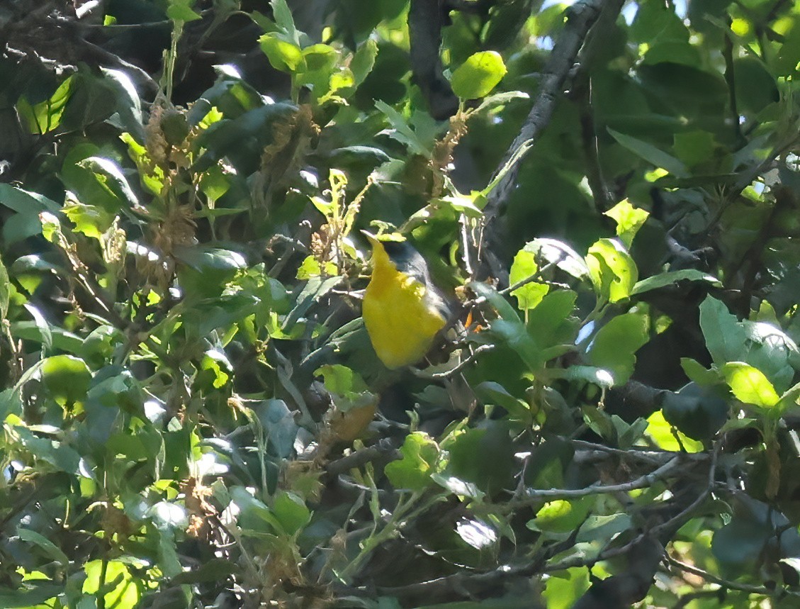 Tropical Parula - Tom Benson