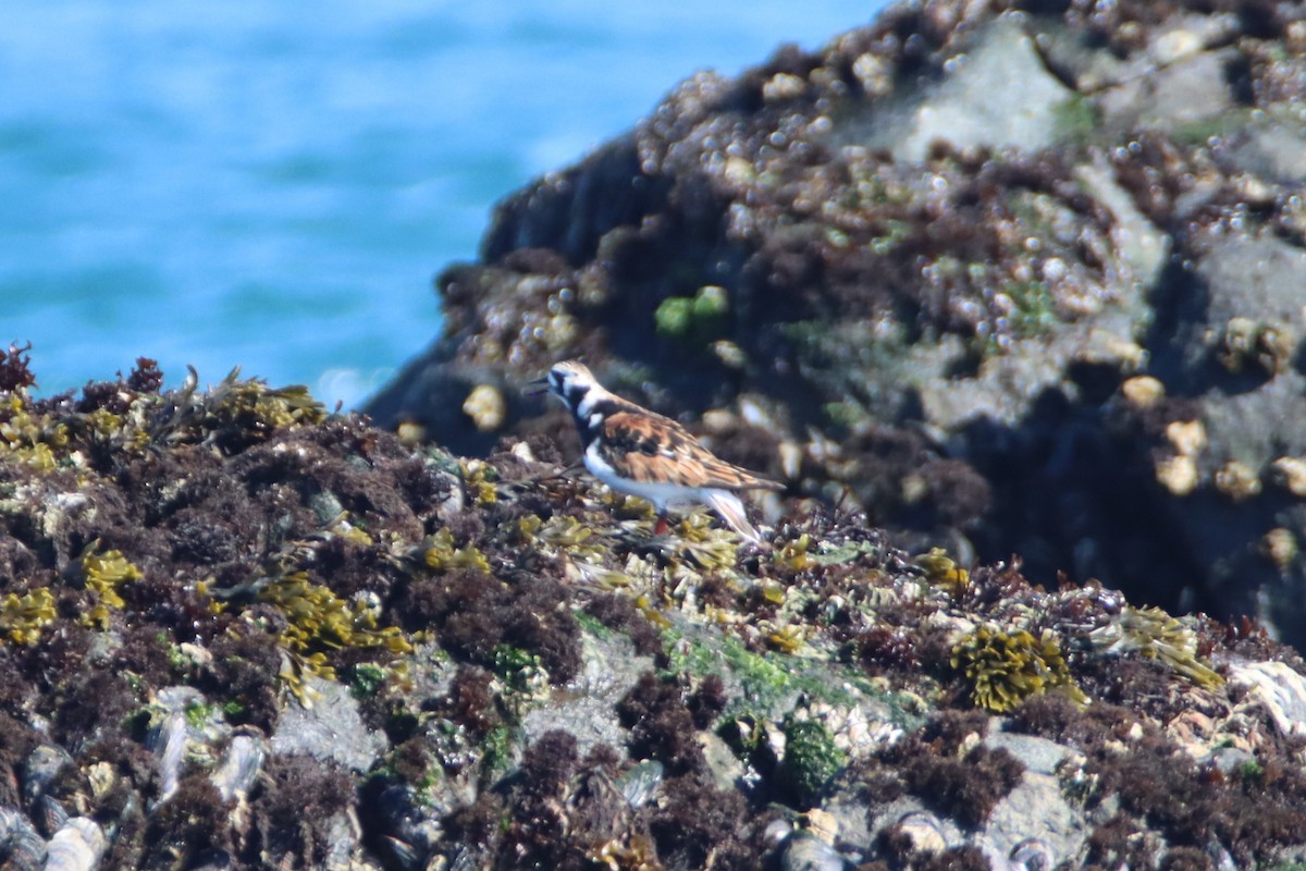 Ruddy Turnstone - ML618931917