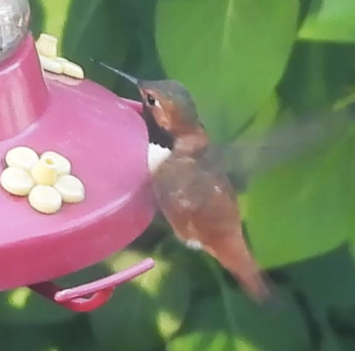 Rufous x Allen's Hummingbird (hybrid) - Reba and Allan Dupilka