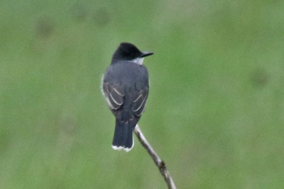 Eastern Kingbird - Joan and/or George Sims