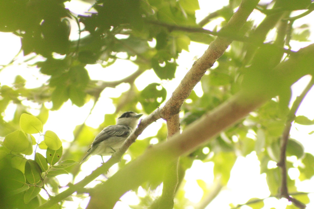 Cinereous Becard - Danna Piñeros