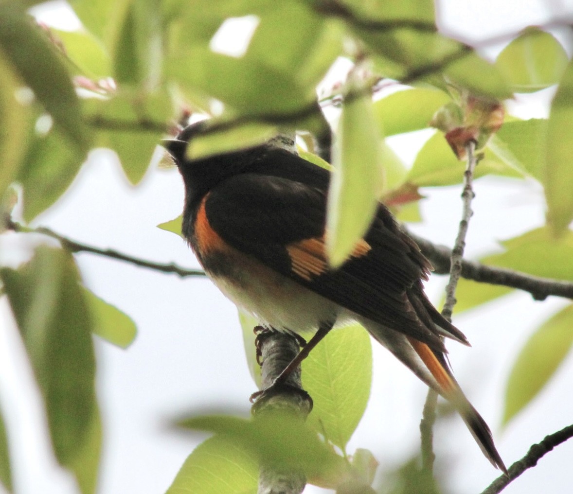 American Redstart - Adrien C