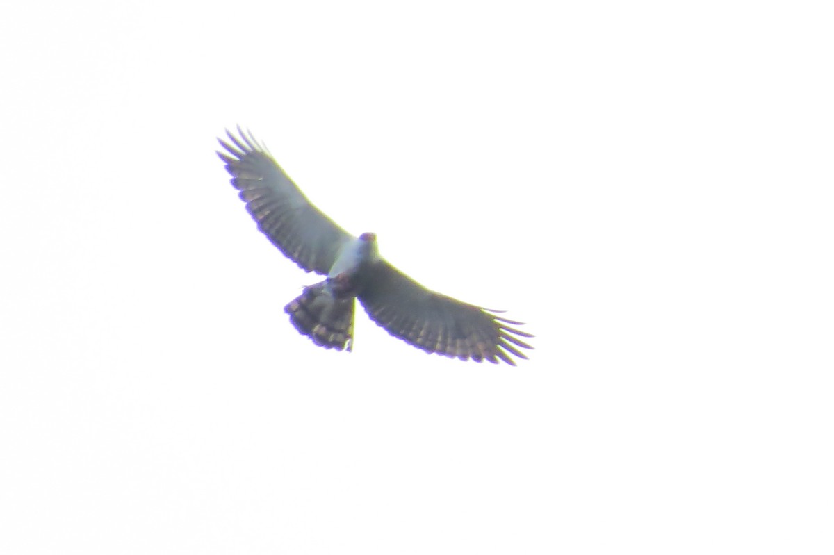 Black-and-white Hawk-Eagle - Jonathan Ehlert