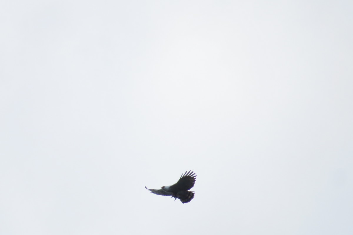 Black-and-white Hawk-Eagle - Jonathan Ehlert