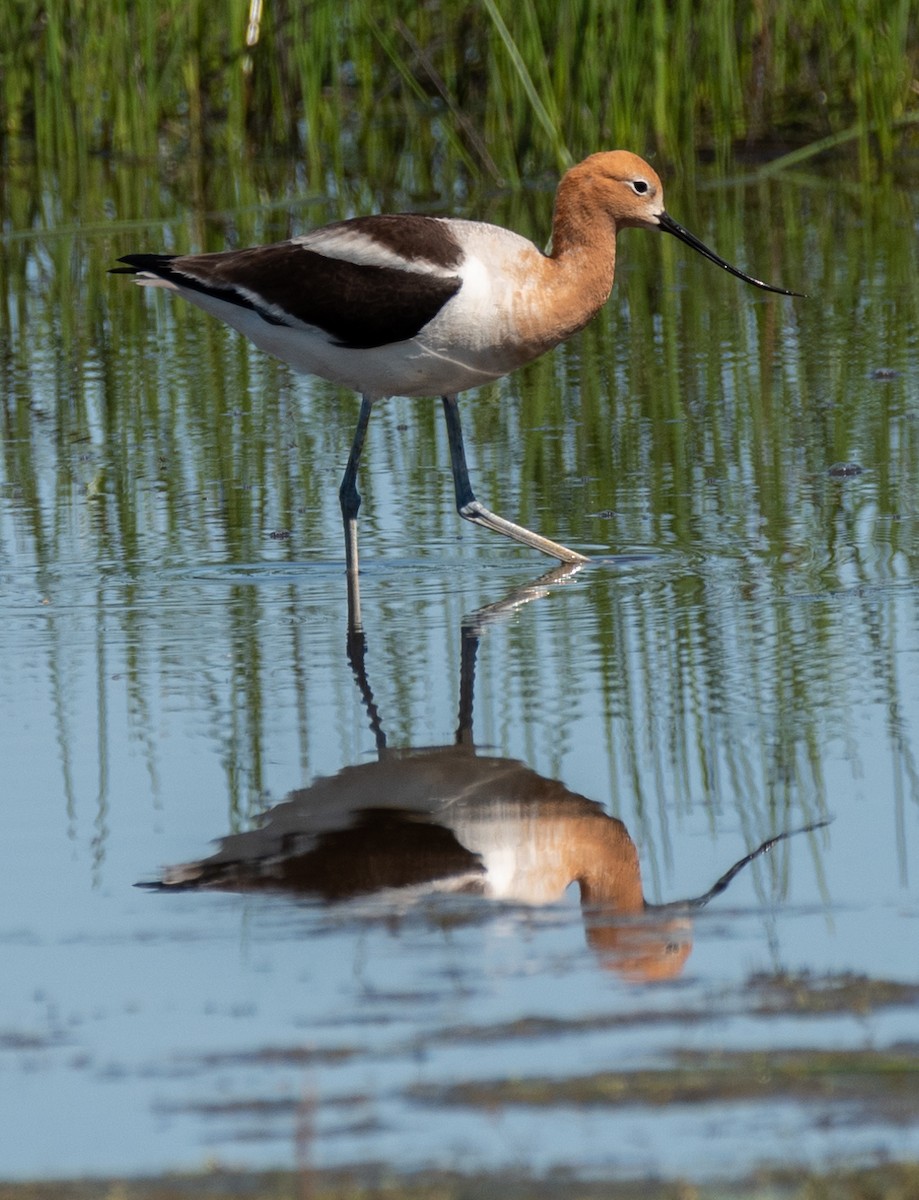 American Avocet - Jeremy Meyer