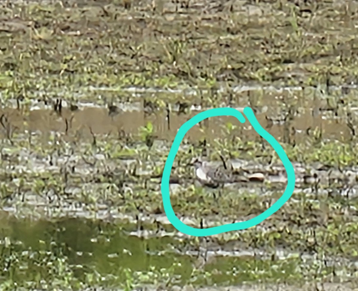 Black-bellied Plover - ML618931967