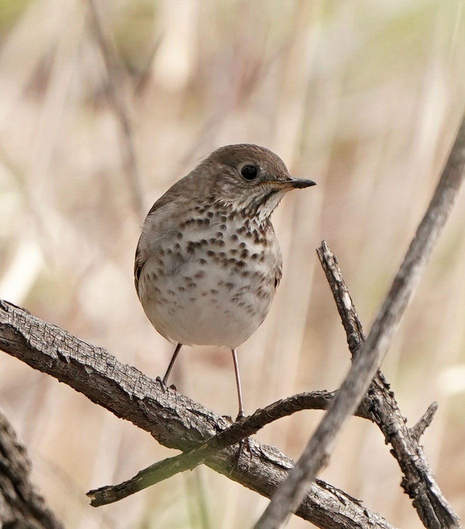 Gray-cheeked Thrush - Cathy Sheeter