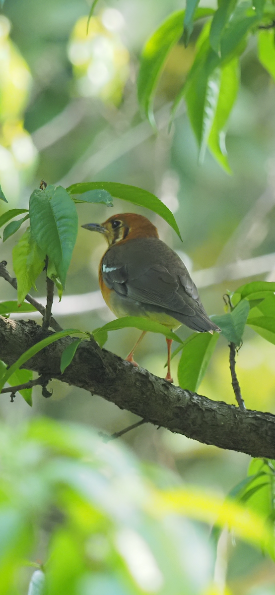 Orange-headed Thrush (Buff-throated) - ML618931990