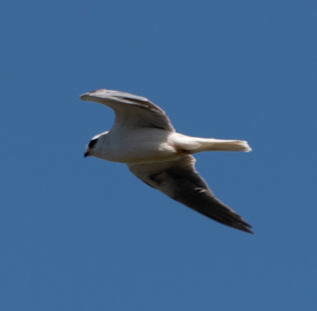 White-tailed Kite - ML618931991