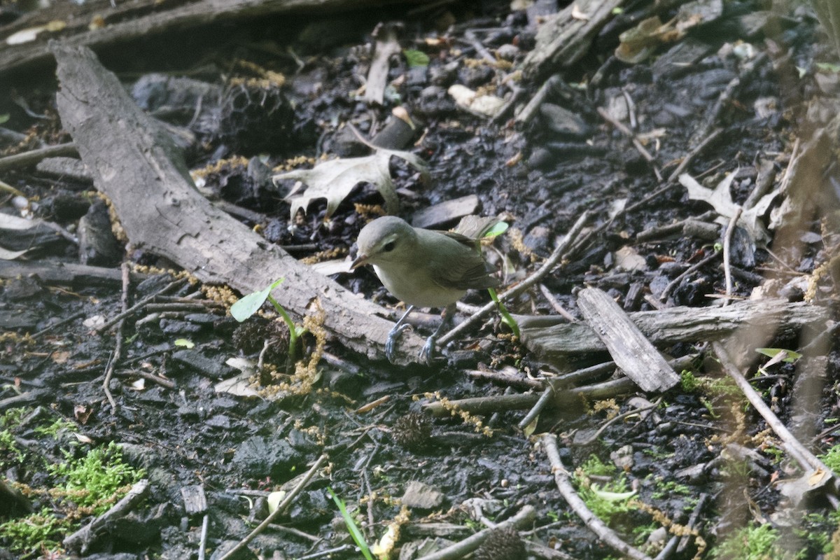 Warbling Vireo (Eastern) - Dario Taraborelli