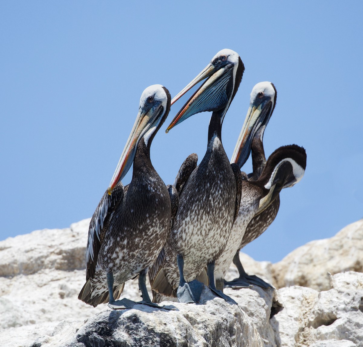 Peruvian Pelican - David Ascanio