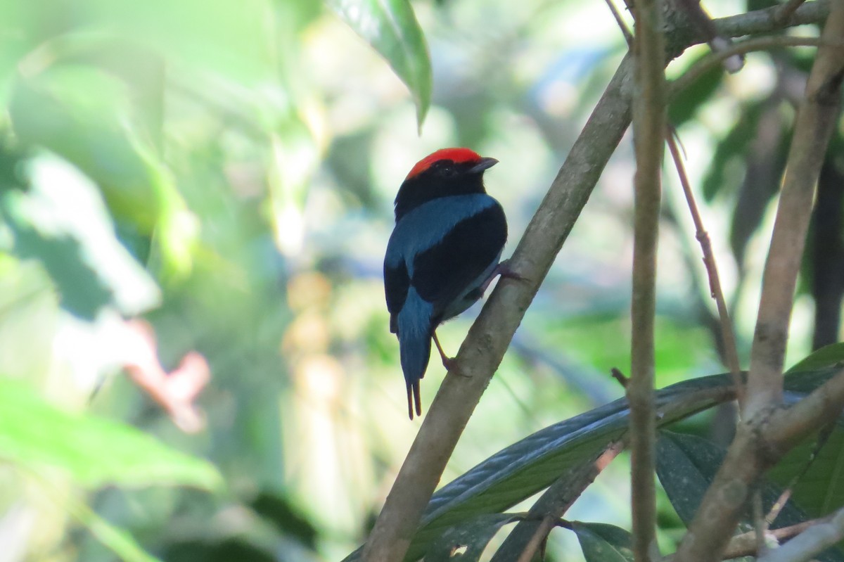 Swallow-tailed Manakin - Jonathan Ehlert