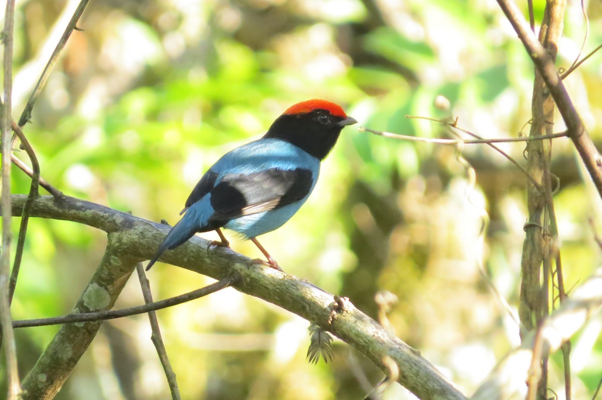 Swallow-tailed Manakin - Jonathan Ehlert