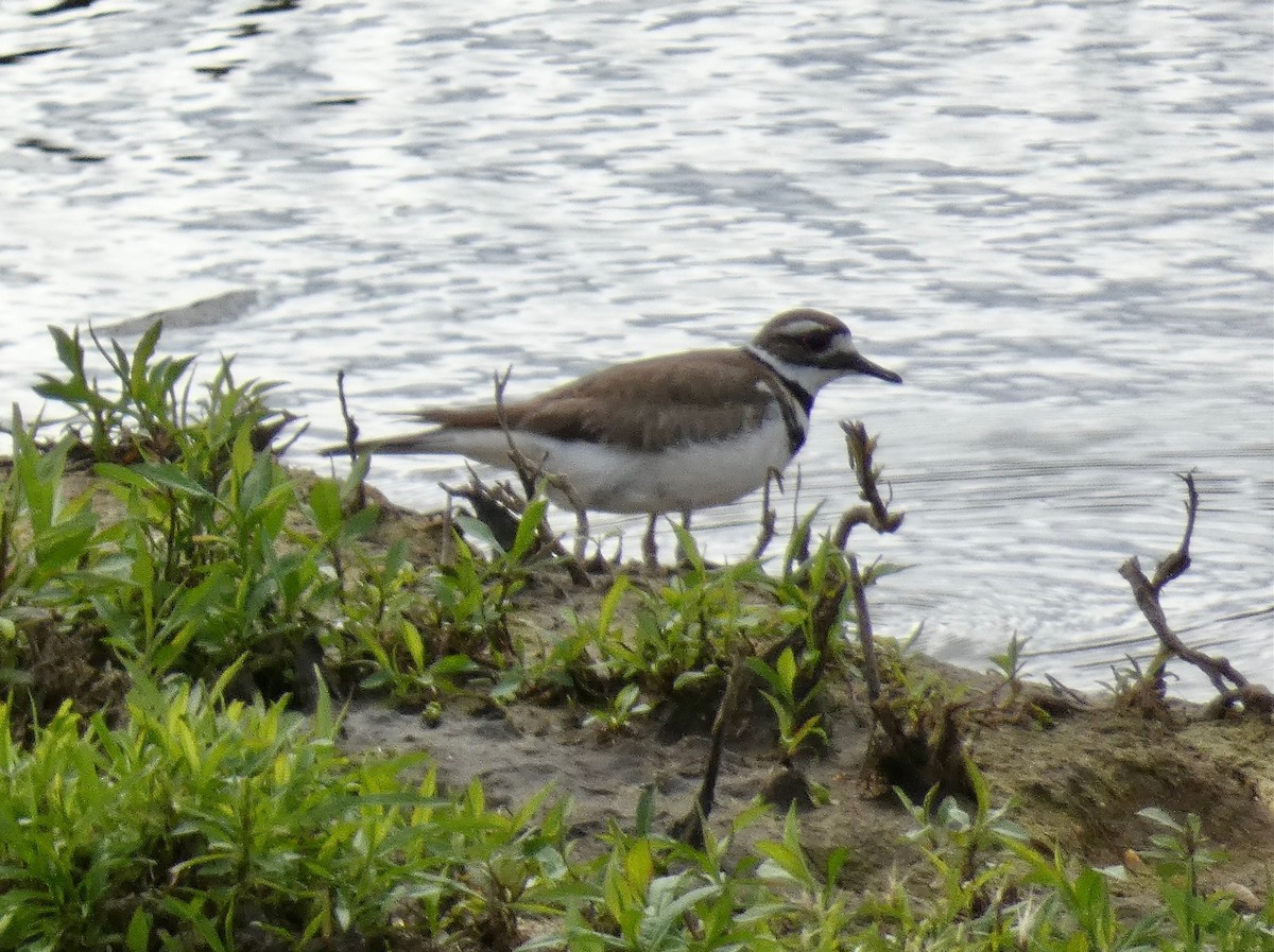 Killdeer - Marilynn Mullen