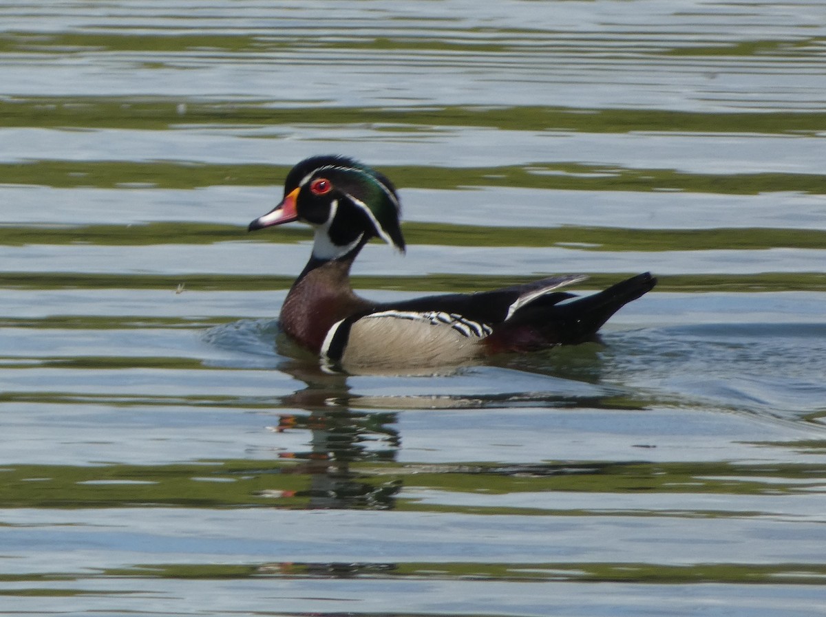 Wood Duck - Paul Mackenzie