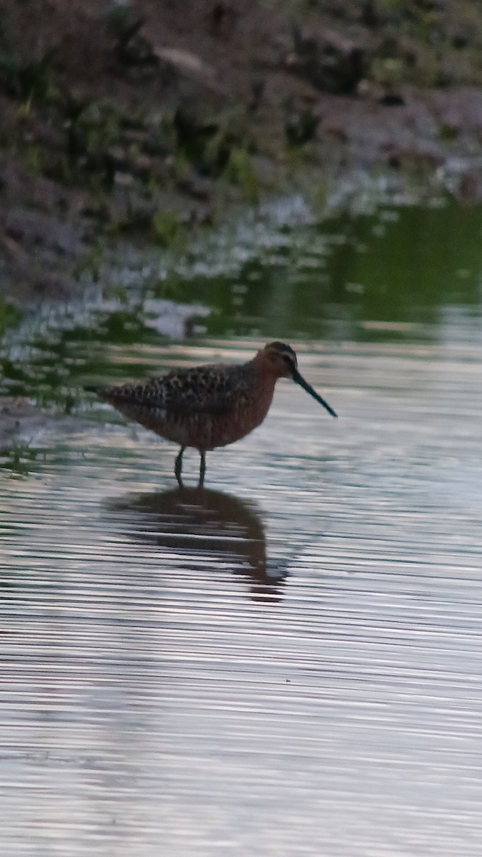 Short-billed Dowitcher - ML618932063