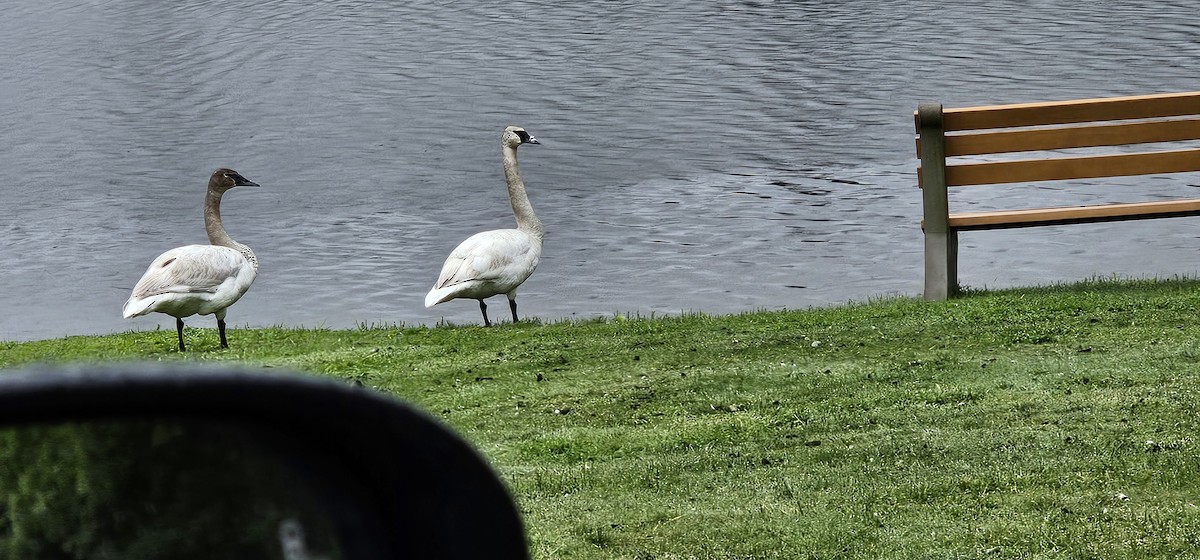 Trumpeter Swan - ML618932073