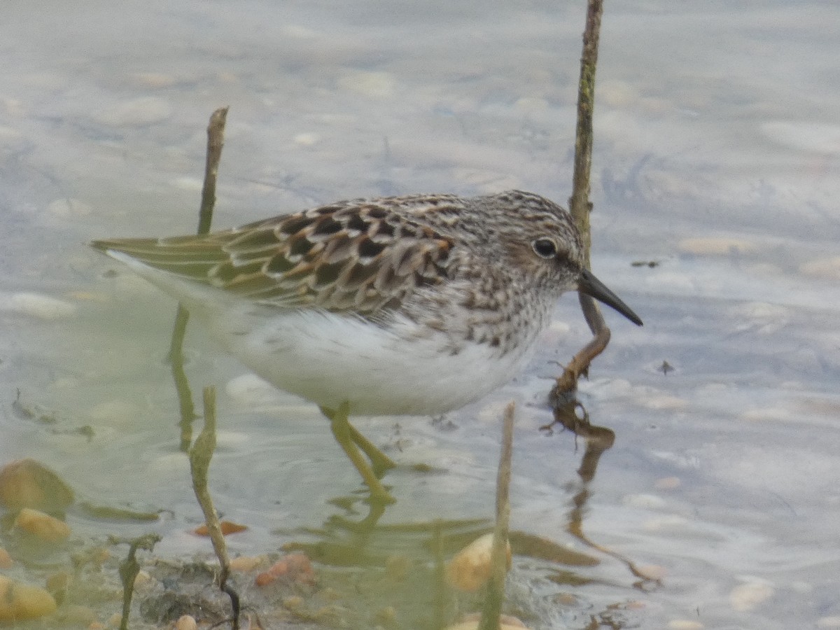 Least Sandpiper - Marilynn Mullen