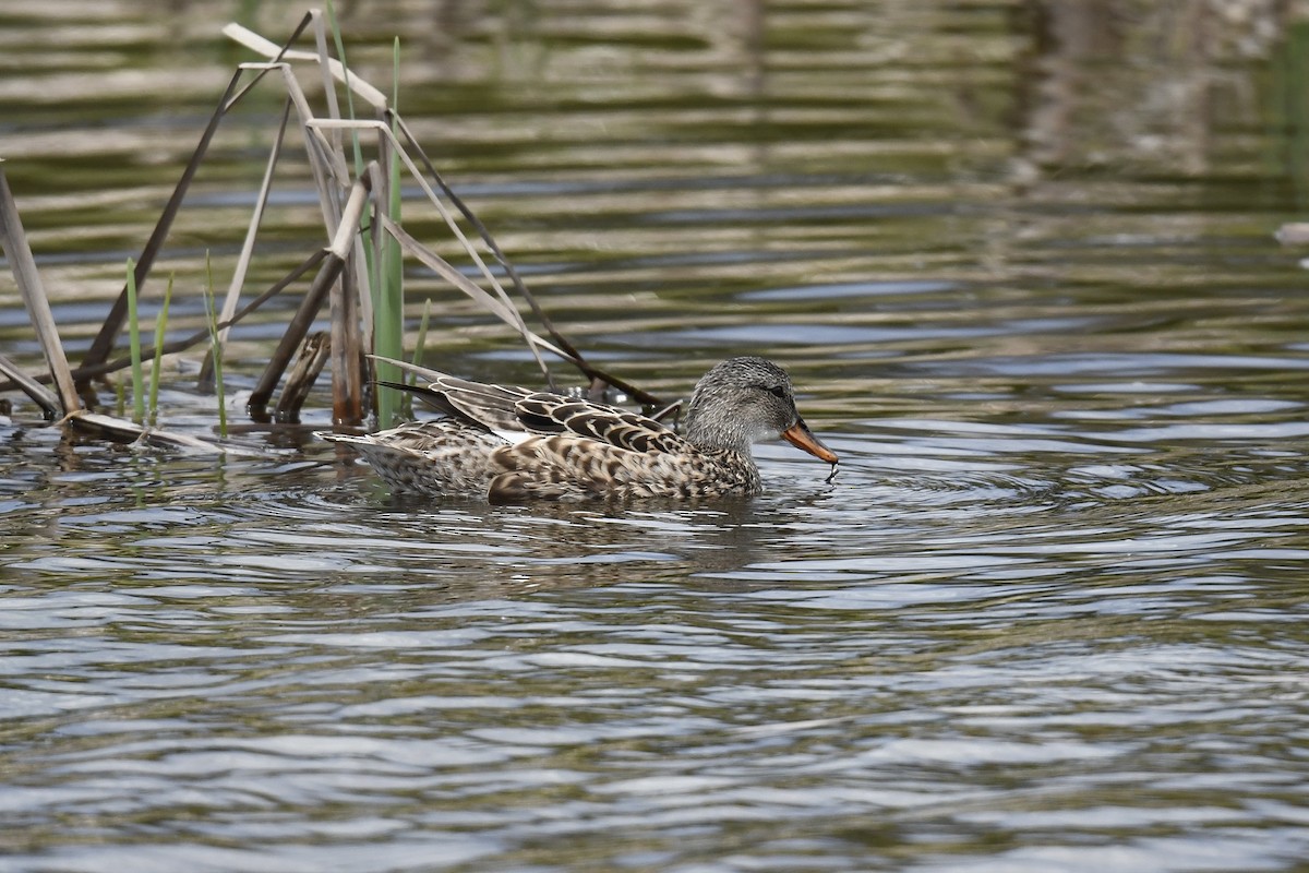 Gadwall - Christiane Hébert