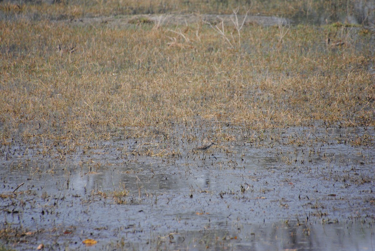 Wood Sandpiper - Alyssa DeRubeis