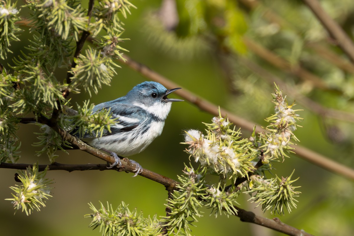 Cerulean Warbler - Rob  Sielaff